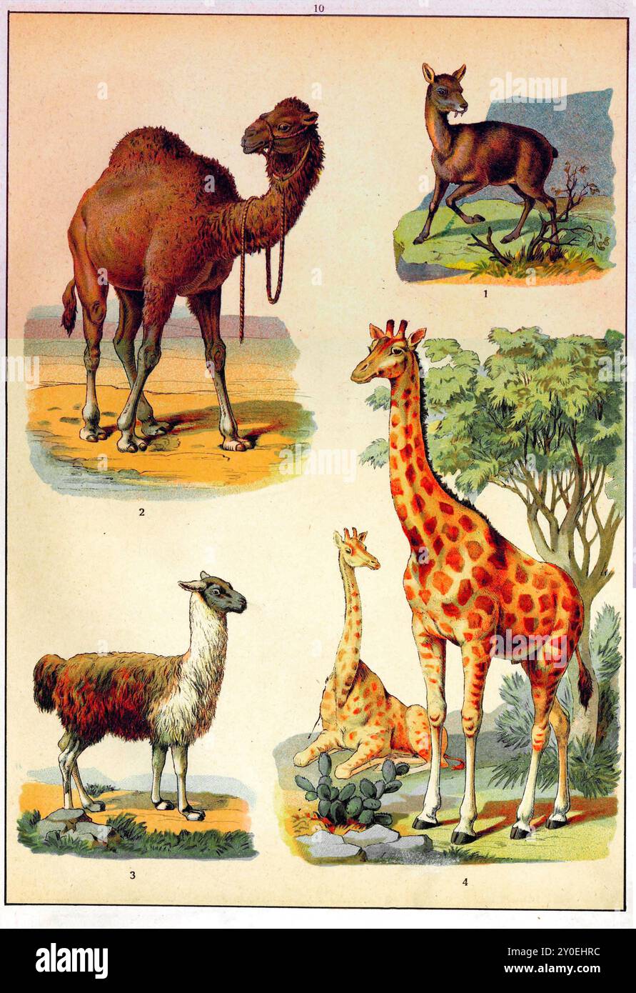 regno animale. Illustrazione a colori vintage di animali. Impero russo. 1890-1910 1. Kabarga 2. Dromedario 3. Lama 4. Giraffa Foto Stock