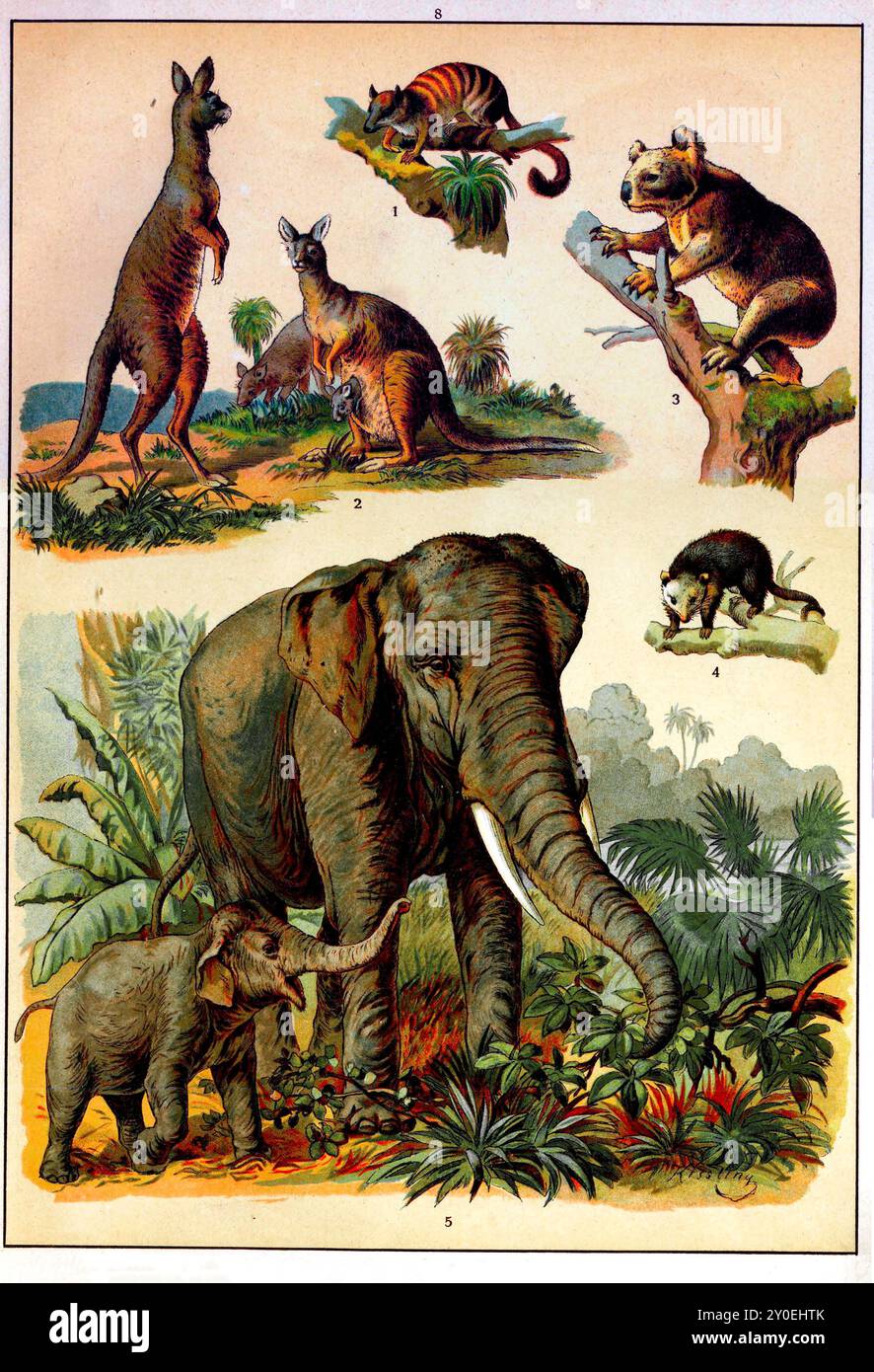 regno animale. Illustrazione a colori vintage di animali. Impero russo. 1890-1910 1. Numbat 2. Canguro 3. Koala 4. Opossum 5. Elefante indiano Foto Stock