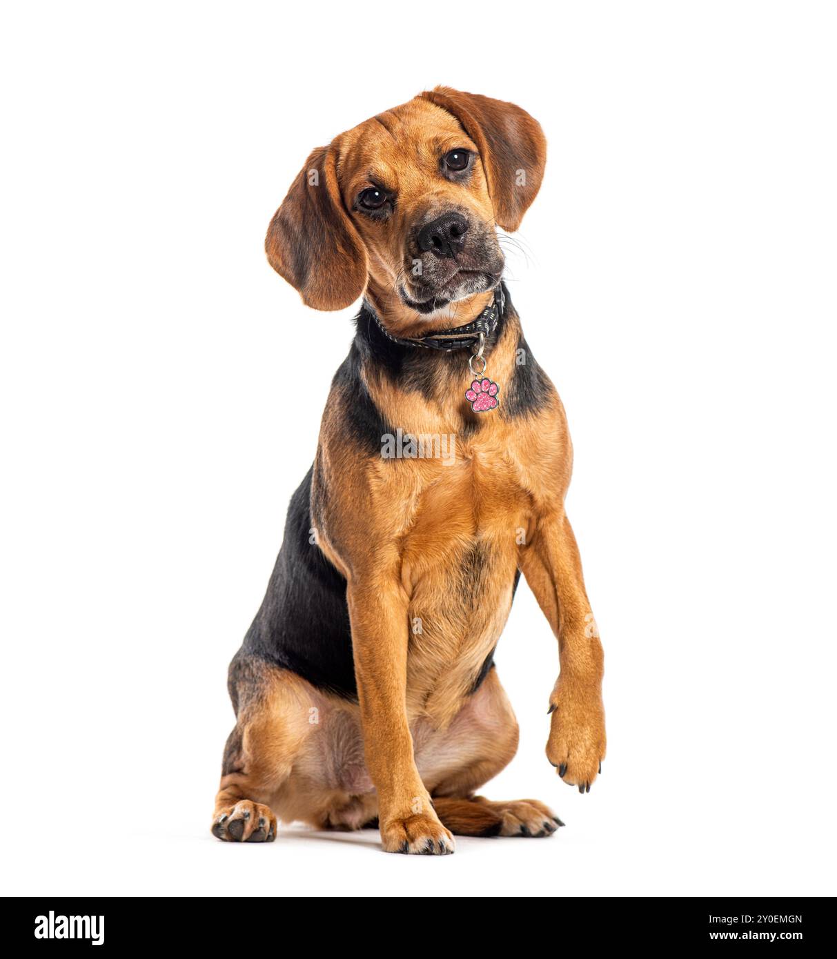 Puggle, misto Pug con Beagle, isolato su bianco Foto Stock