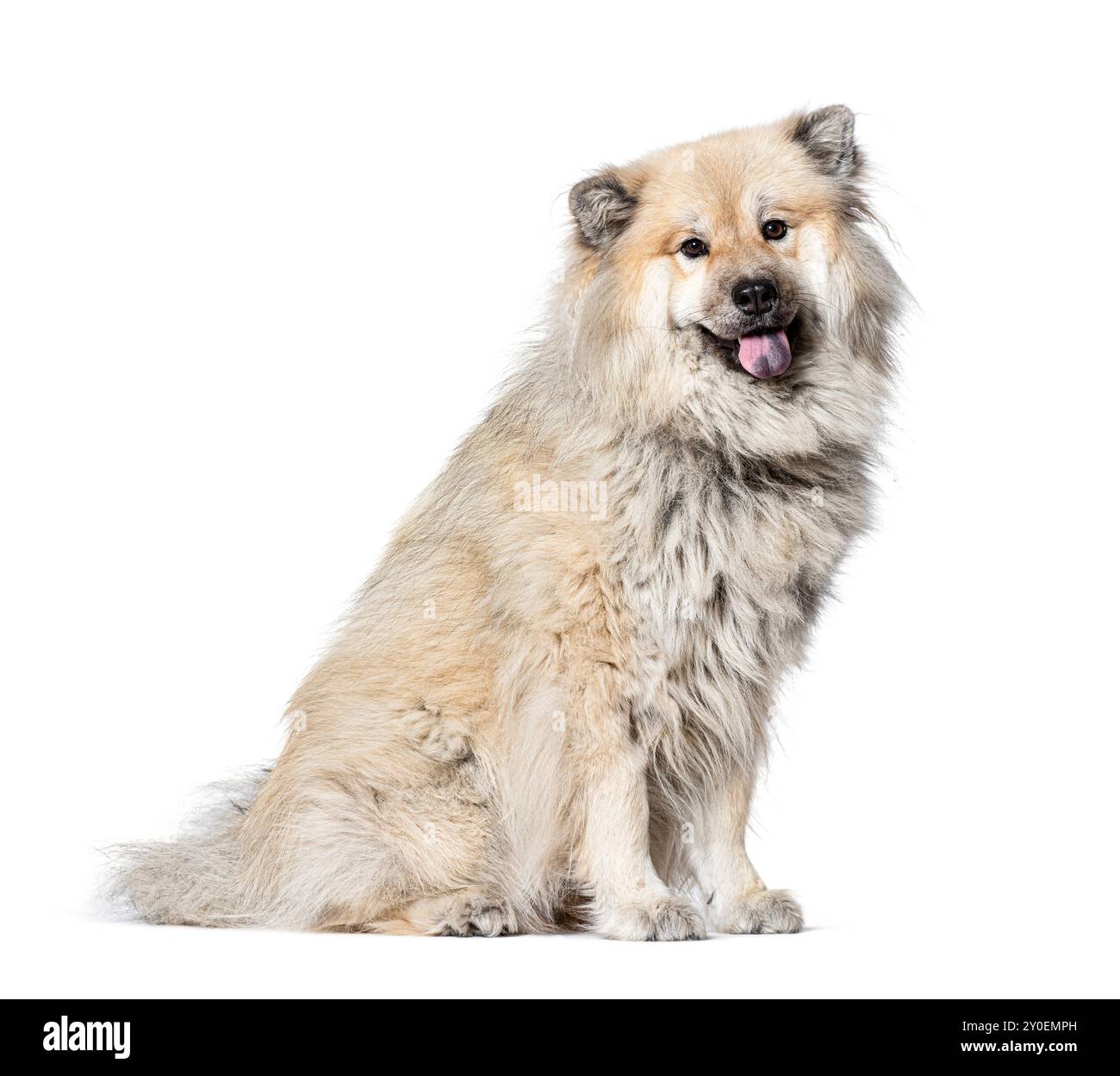 Ritratto del profilo di un cane Eurasier, isolato su bianco Foto Stock