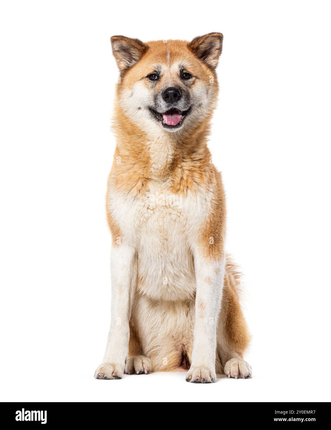 Akita Inu che sbattono la lingua, isolata sul bianco Foto Stock