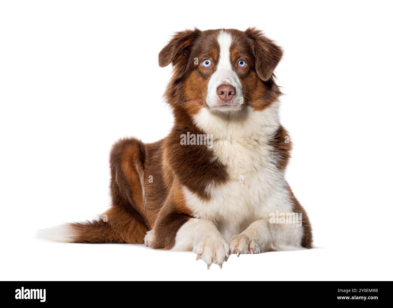 Shepherd australiano occhi blu sdraiati e guardando la telecamera, isolata sul bianco Foto Stock