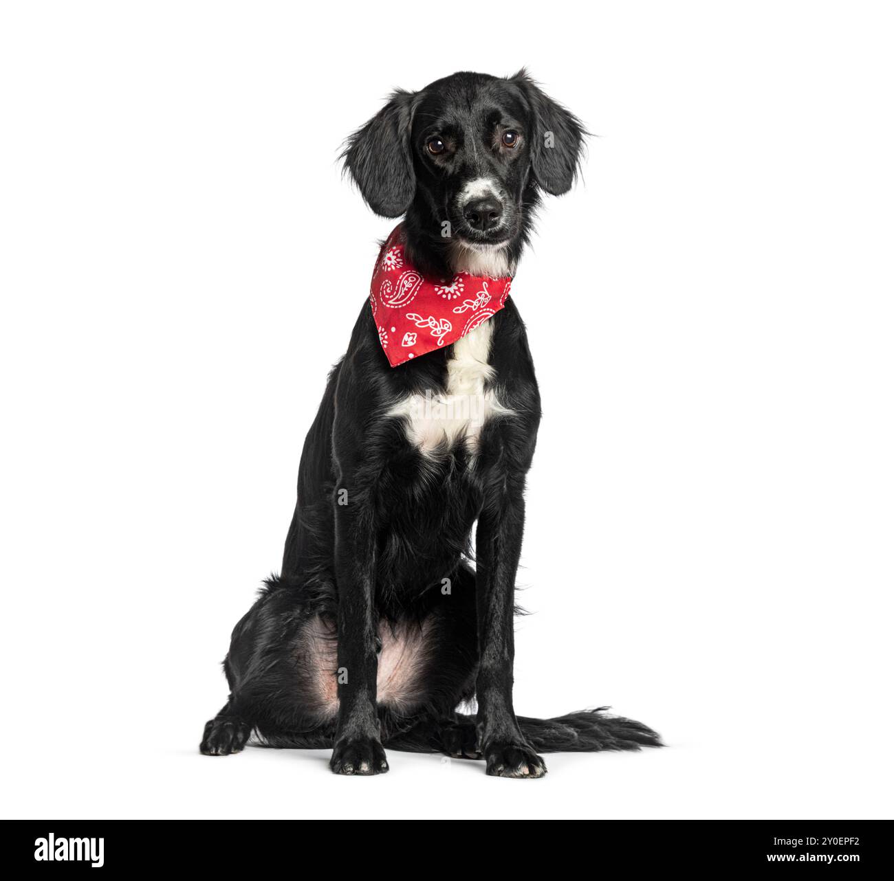 Mongrel Border Collie X Setter con foulard rossa Foto Stock
