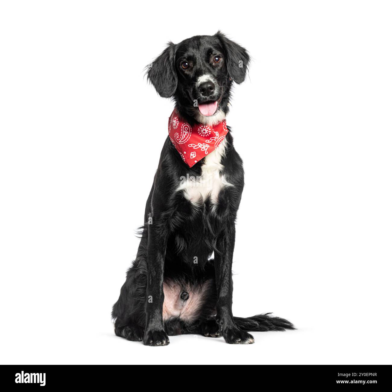 Mongrel Border Collie X Setter con foulard rossa Foto Stock