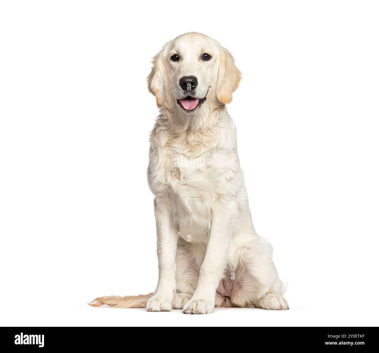 Cucciolo Golden retriever seduto e sbattendo la lingua fuori, cinque mesi, isolato sul bianco Foto Stock