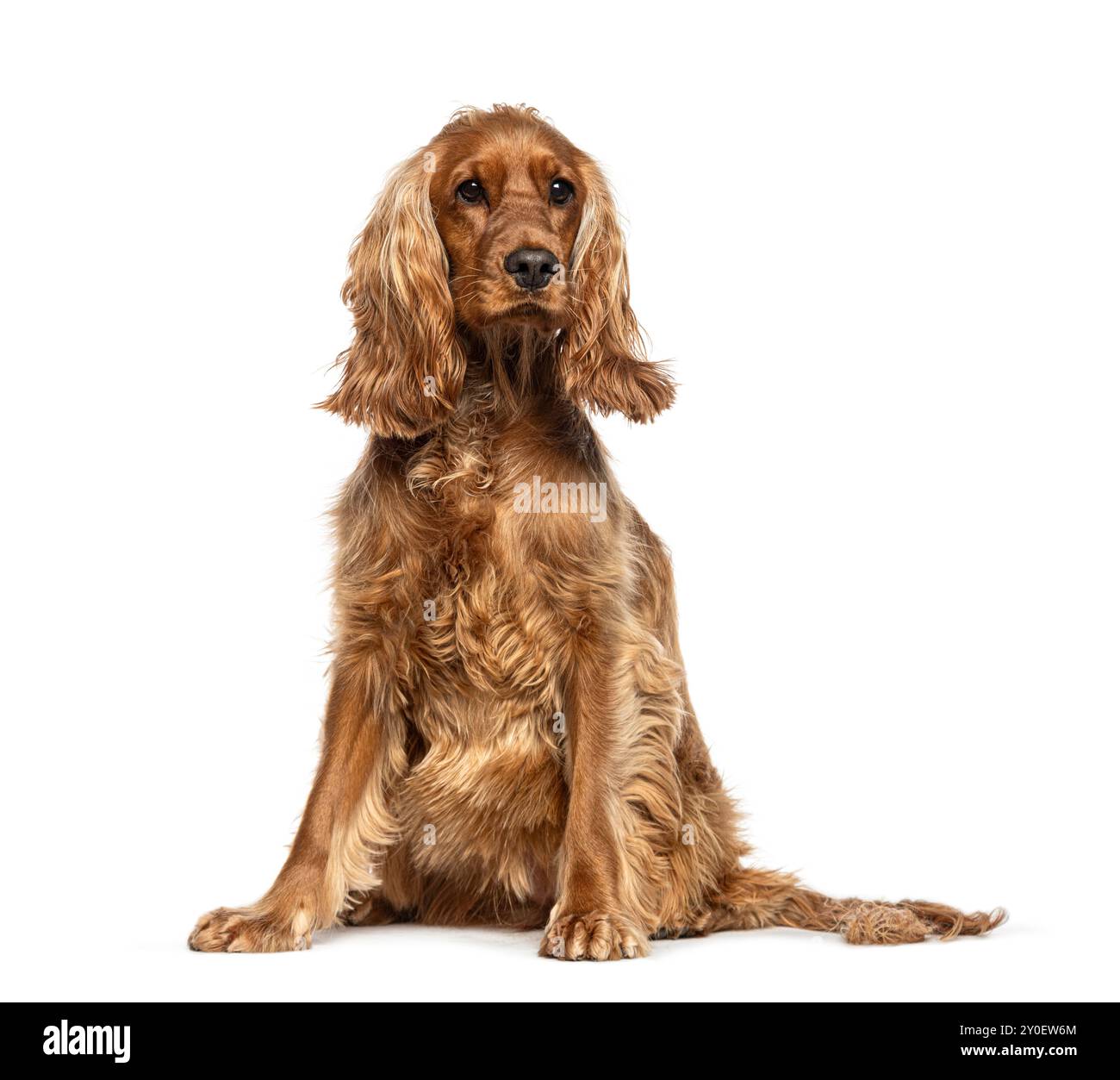 Cane da Cocker inglese che guarda lontano, isolato sul bianco Foto Stock