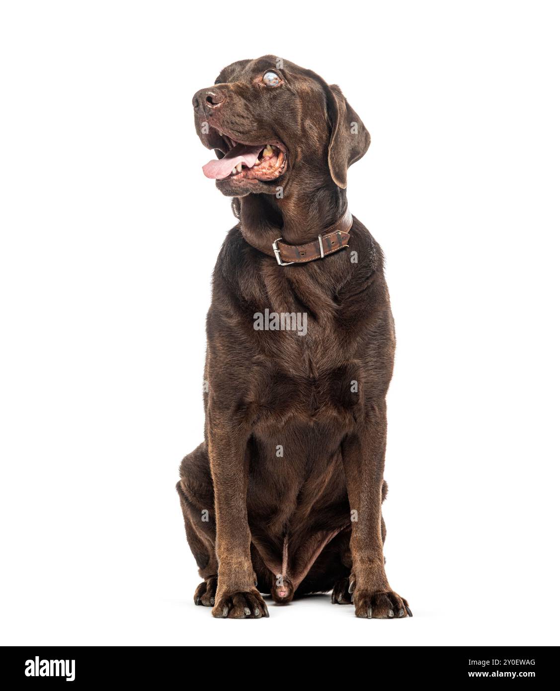 Labrador al cioccolato cieco seduto, con colletto di cane, isolato sul bianco Foto Stock