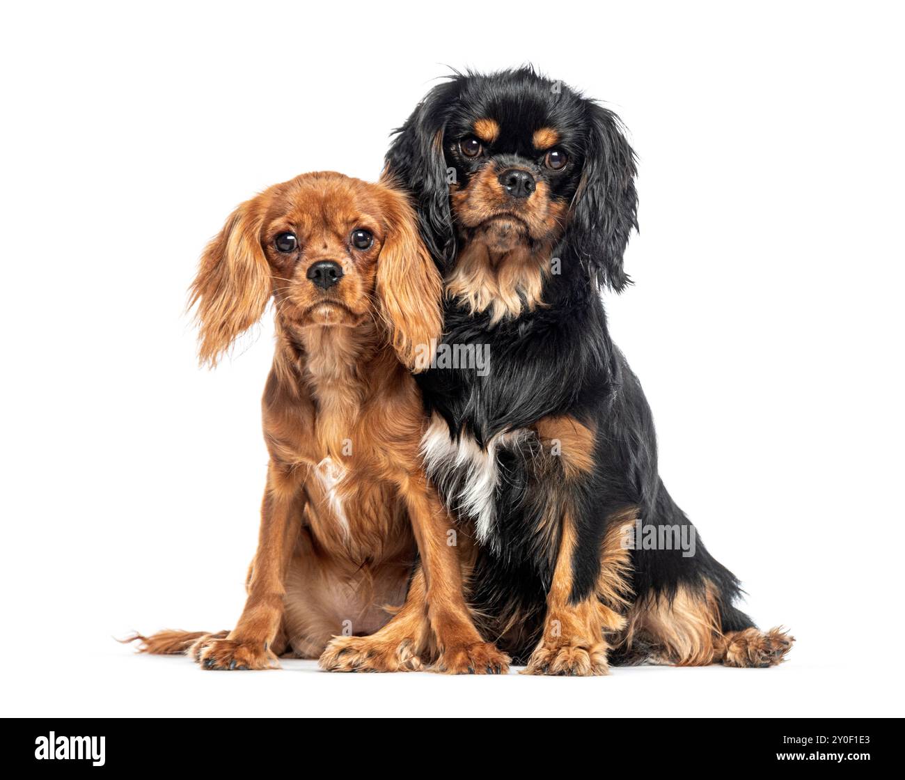 Due Cavalier King Charles seduti insieme a guardare la telecamera Foto Stock