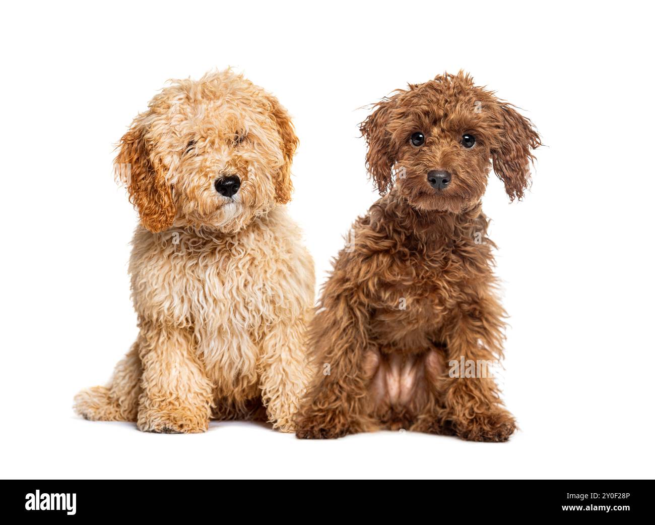 Barboncino marrone e un cucciolo di doodle su sfondo bianco Foto Stock