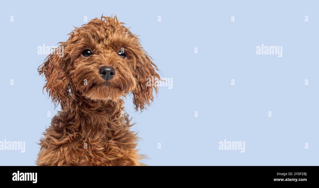 Foto alla testa di un simpatico e allegro cucciolo di spaghetti Brown Toy che guarda lontano, sfondo blu Foto Stock