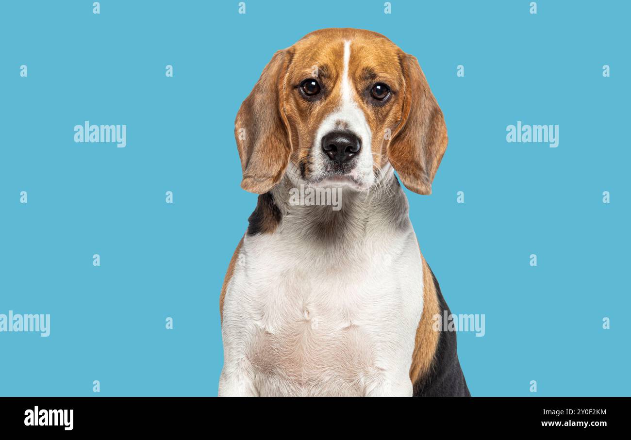 Foto della testa di un Beagle adulto che guarda la fotocamera su sfondo blu Foto Stock