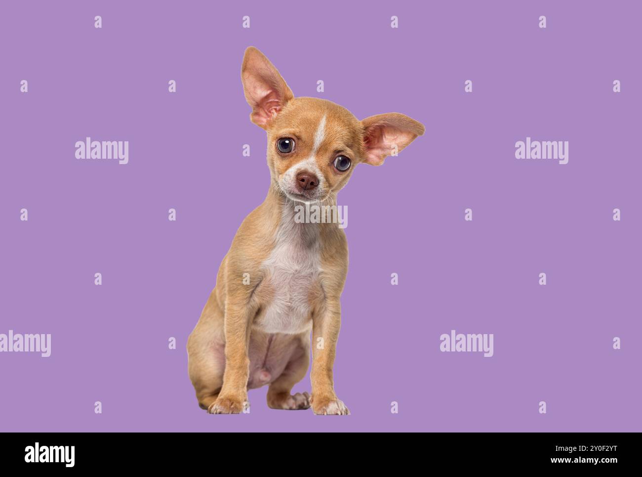 Piccolo cucciolo di Chihuahua dai capelli corti e bianco, cucciolo di cane, di 3 mesi, backgroung viola Foto Stock