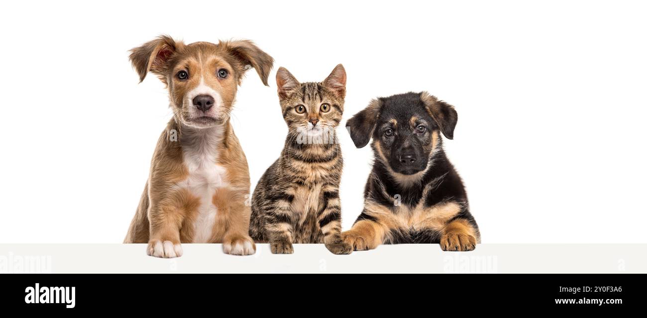 Gatto e cani appoggiati insieme su un banner Web vuoto per inserire il testo. Spazio vuoto per il testo, isolato su bianco Foto Stock