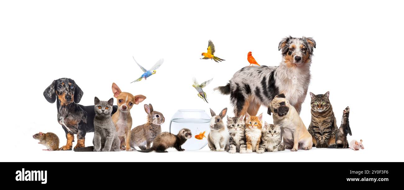 Gruppo di animali domestici in posa gatti e cani; cane, gatto, furetto, coniglio, pesce, roditore, coniglio, isolato sul bianco Foto Stock