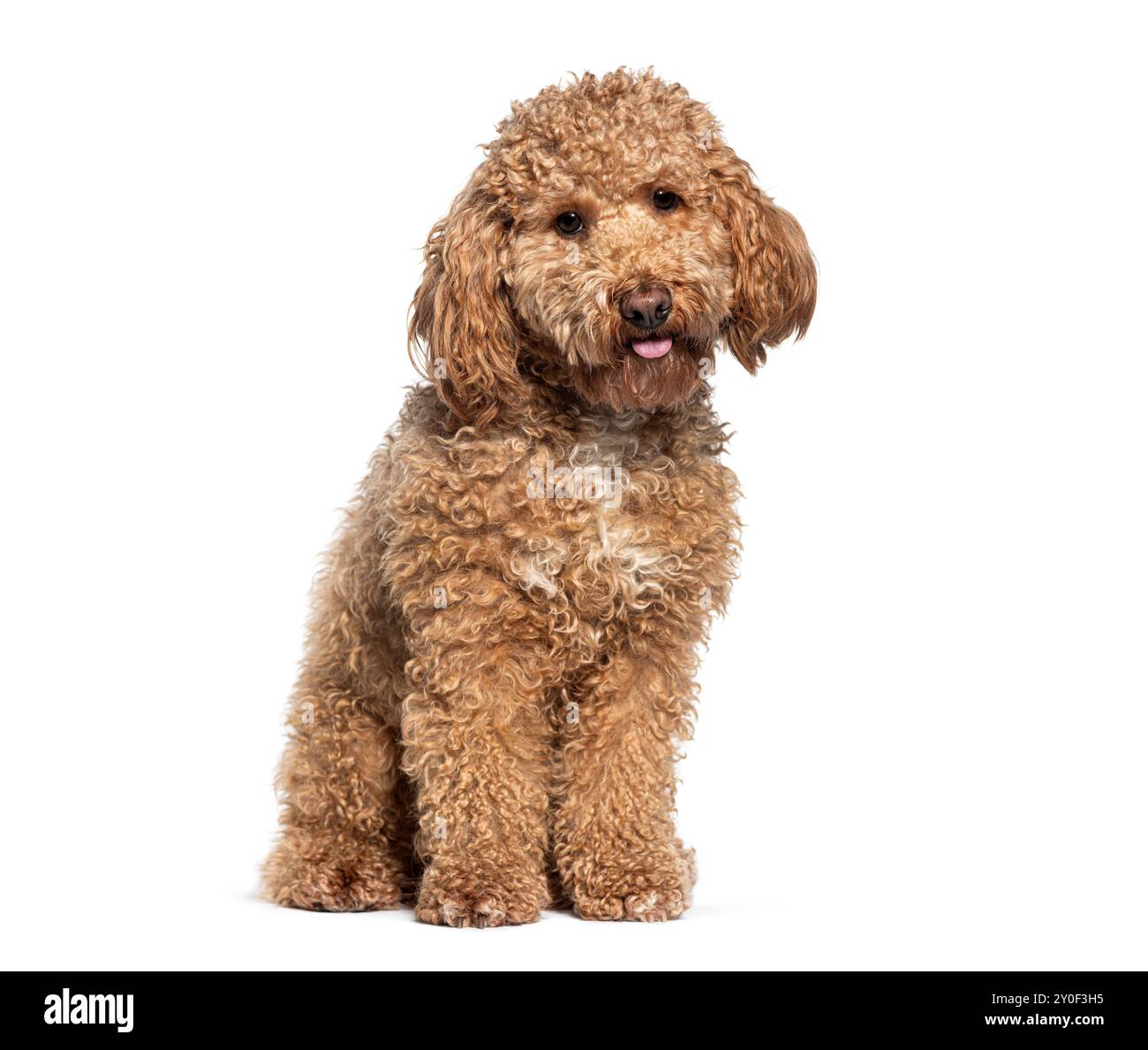 Allegro e felice cane a forma di barboncino in miniatura seduto per un ritratto su sfondo bianco Foto Stock