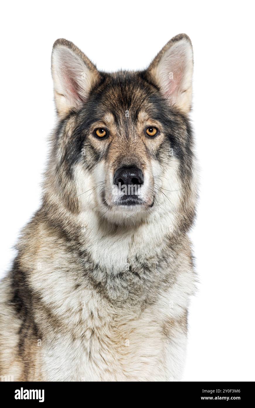 Colpo alla testa di un pastore di legname una specie di cane lupo molto simile a un lupo, che guarda e guarda la macchina fotografica, isolata sul bianco Foto Stock