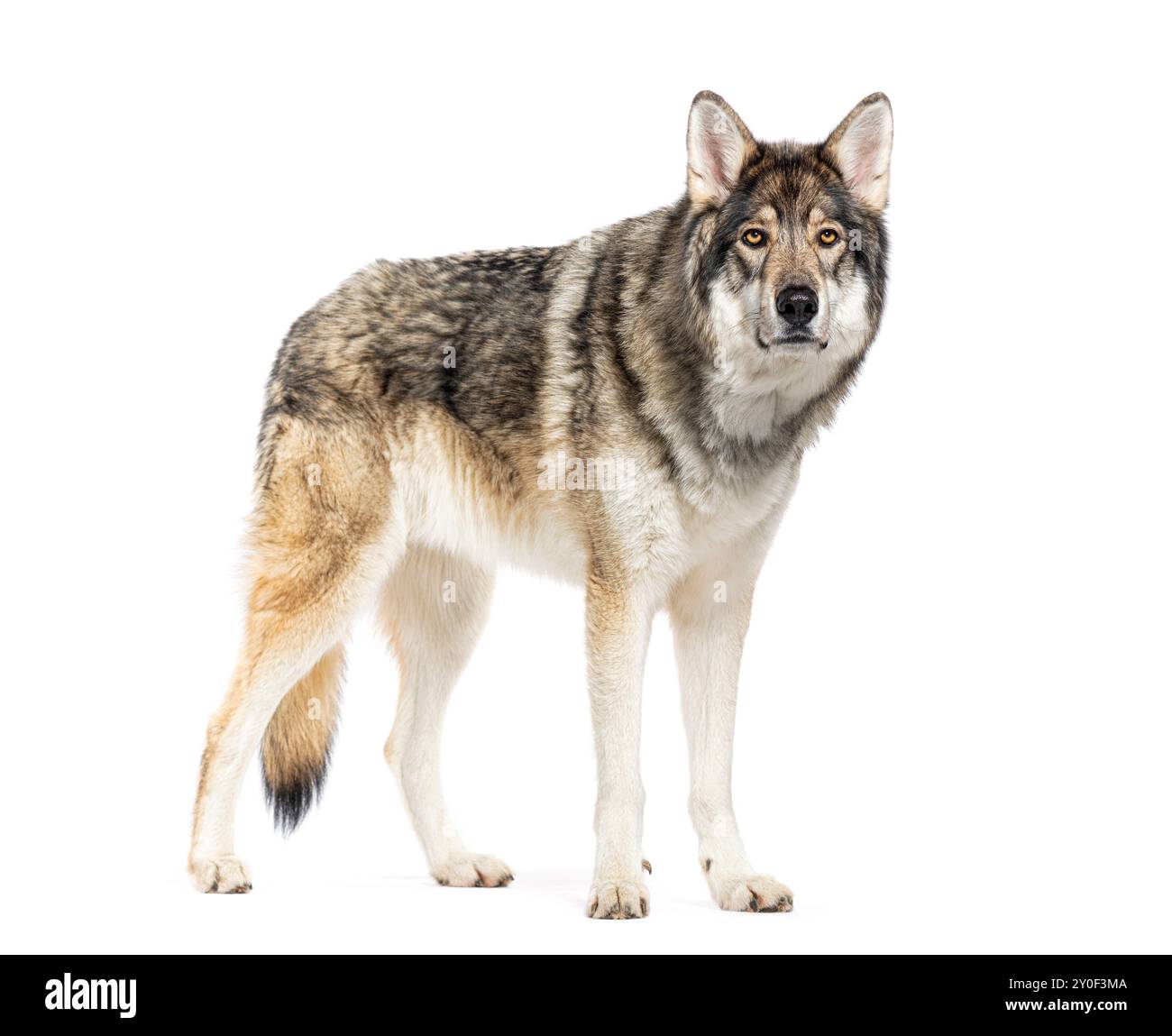 Timber Shepherd una specie di Wolfdog, guardando la macchina fotografica, isolata sul bianco Foto Stock