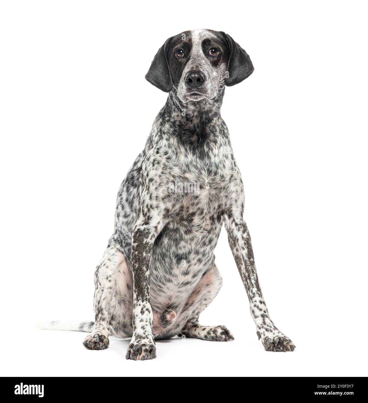 Cane seduto Braque d'auvergne, isolato sul bianco Foto Stock