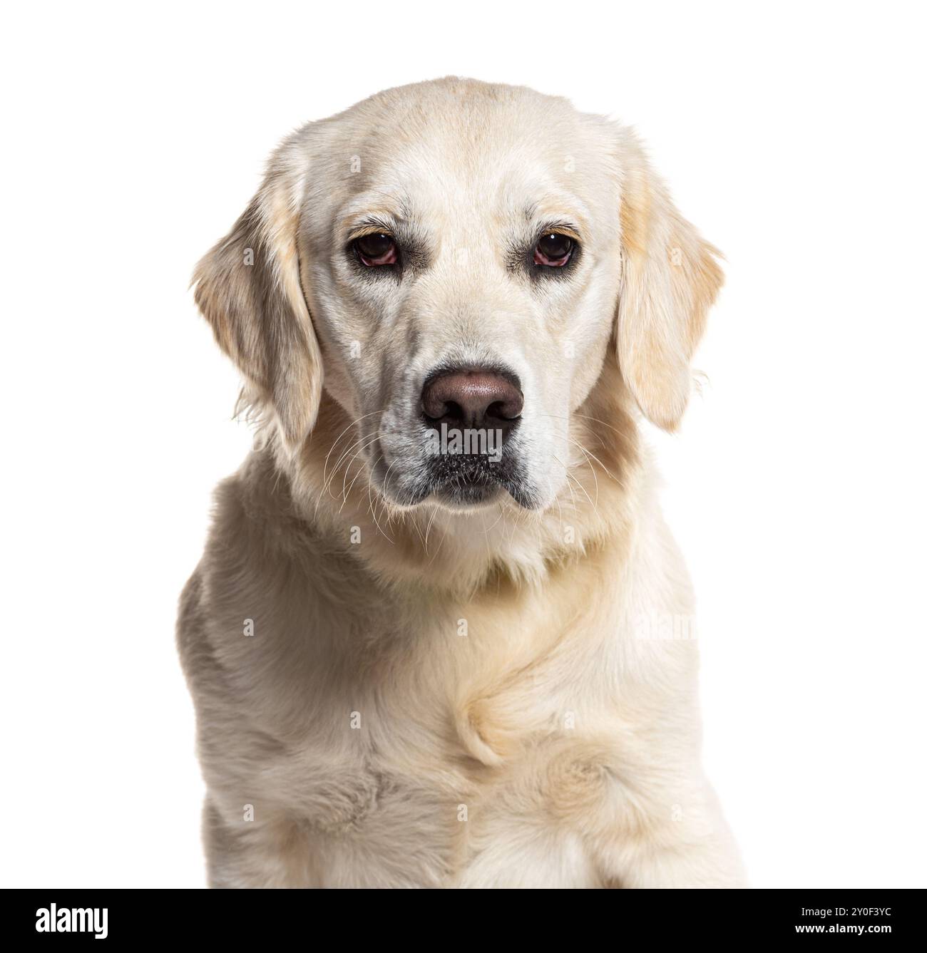 Bellissimo cane Golden retriever con pelliccia morbida e soffice, che ci guarda direttamente con un'espressione seria sul suo viso Foto Stock