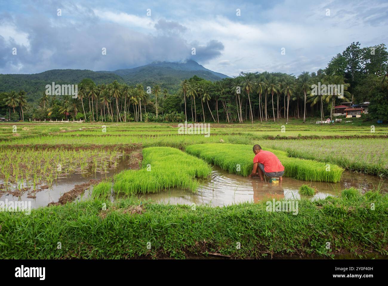 I contadini si occupano dei campi di riso nell'isola Camiguin, Filippine Foto Stock
