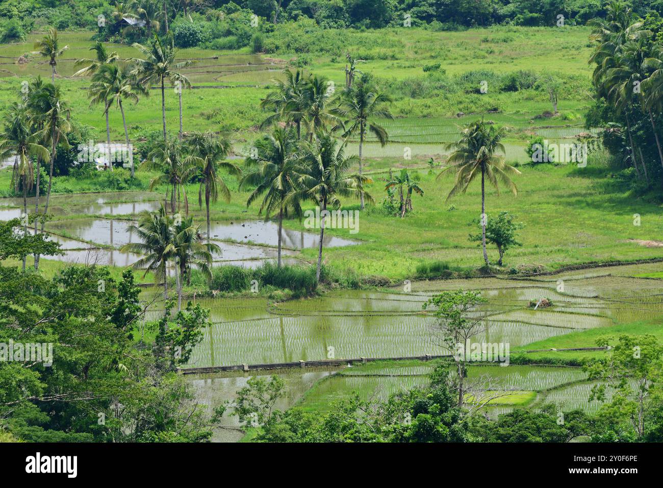 Campi di riso, Loboc, Bohol, Visayas, Filippine Foto Stock