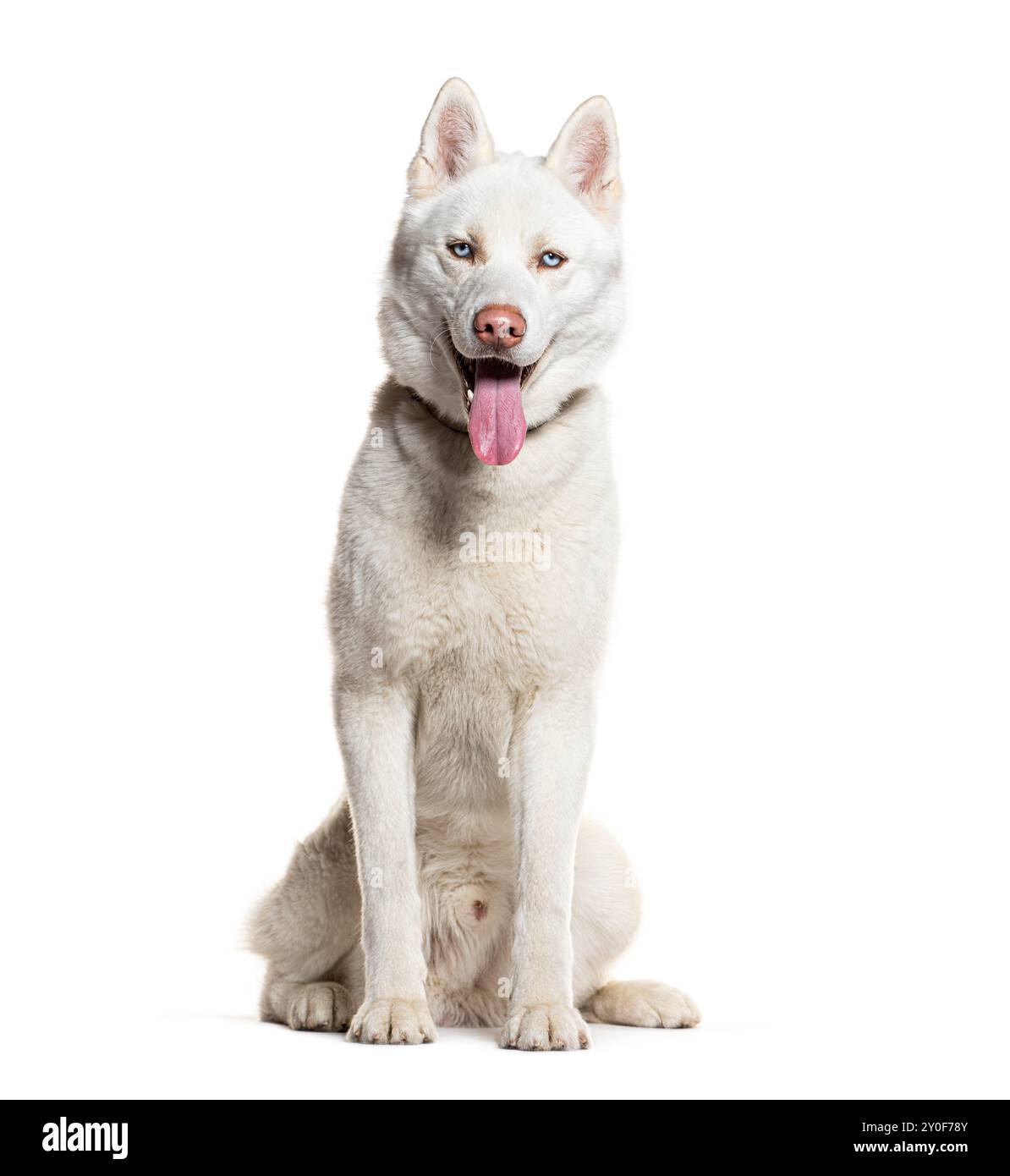 Siberian Husky seduto a guardare la telecamera, isolata sul bianco Foto Stock