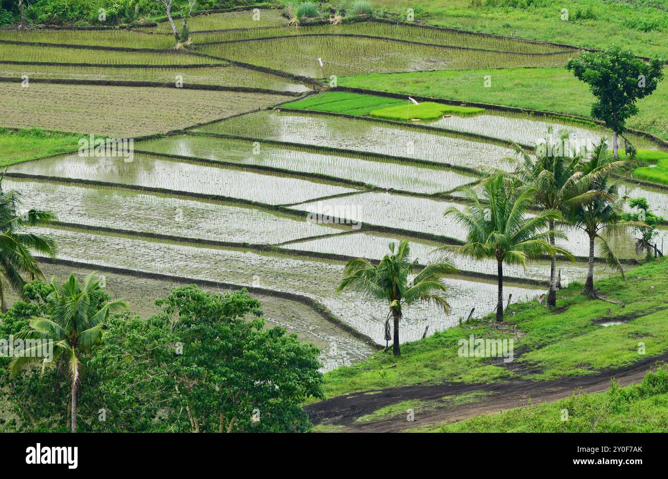 Campi di riso, Loboc, Bohol, Visayas, Filippine Foto Stock