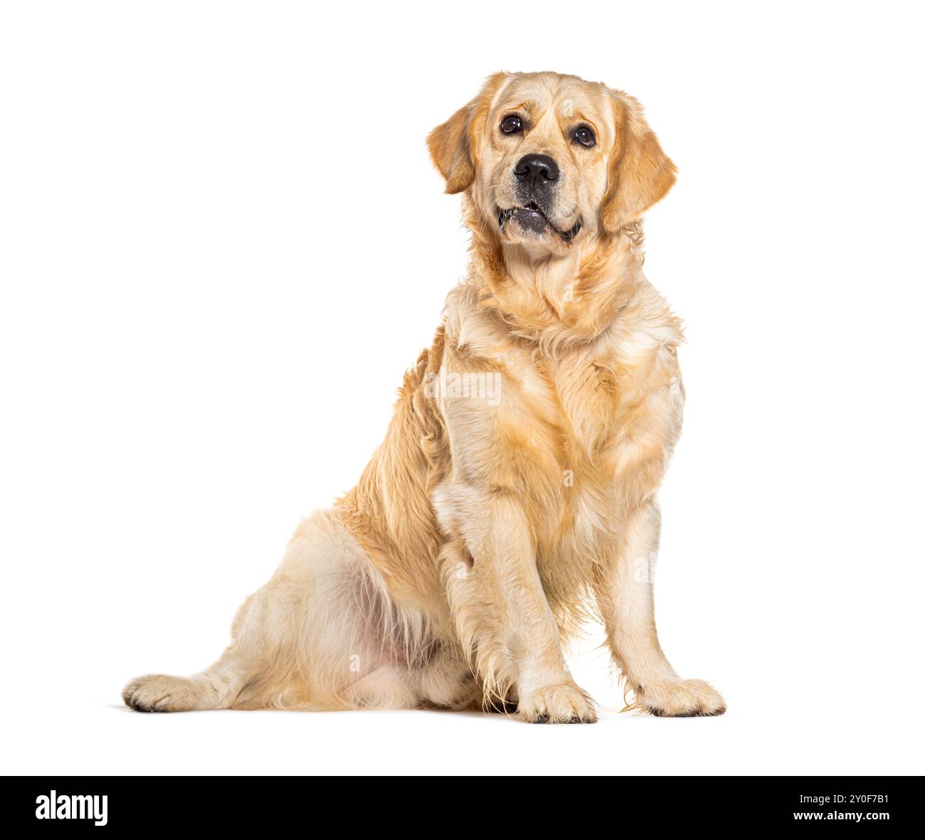 Cane Golden retriever seduto e guardando in alto su sfondo bianco Foto Stock