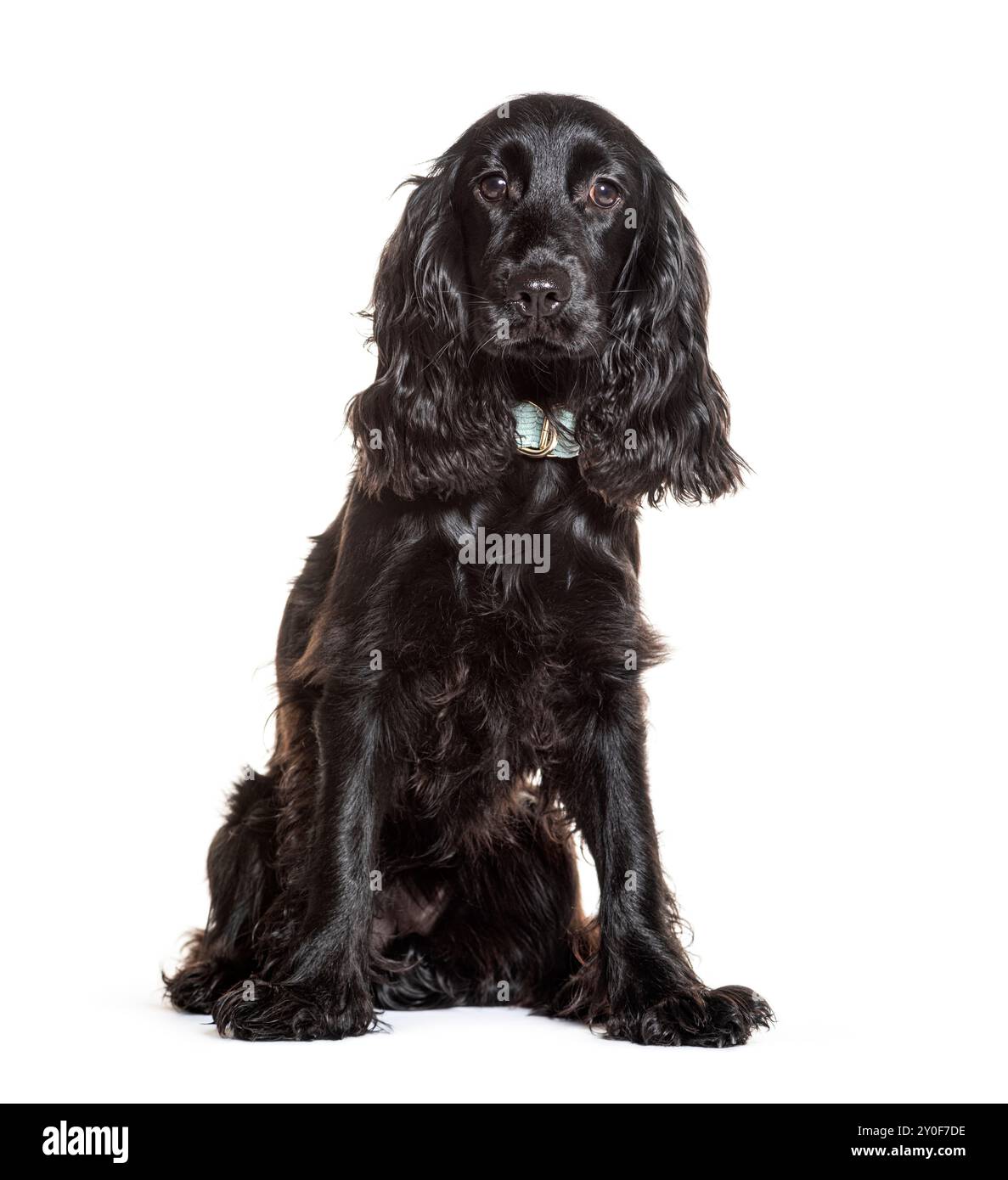 Bellissimo cucciolo di spaniel nero inglese con un collare azzurro che guarda avanti Foto Stock