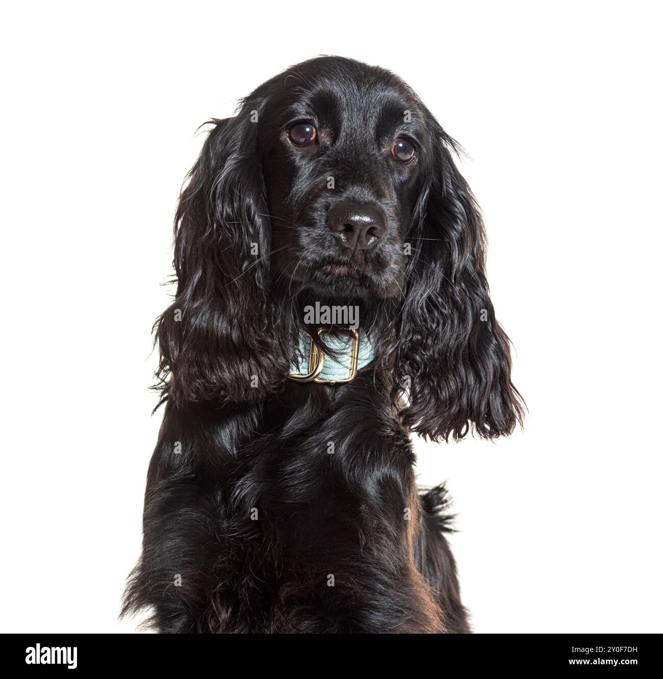 Ritratto in studio di un cane spaniel cocker nero che indossa un colletto, con un aspetto attento Foto Stock