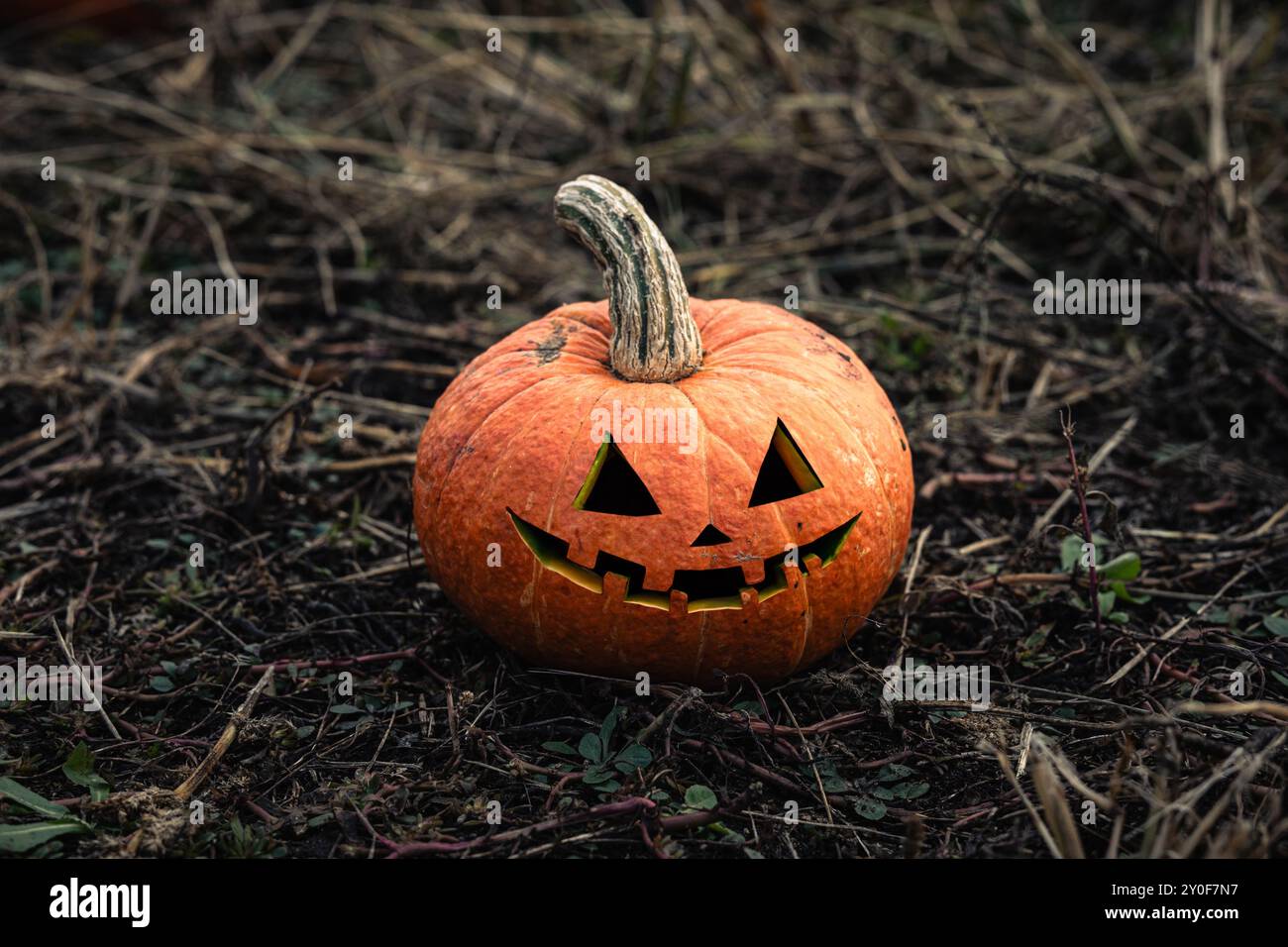 Zucche malvagie intagliate per Halloween sul campo autunnale nell'erba secca al buio. Foto Stock