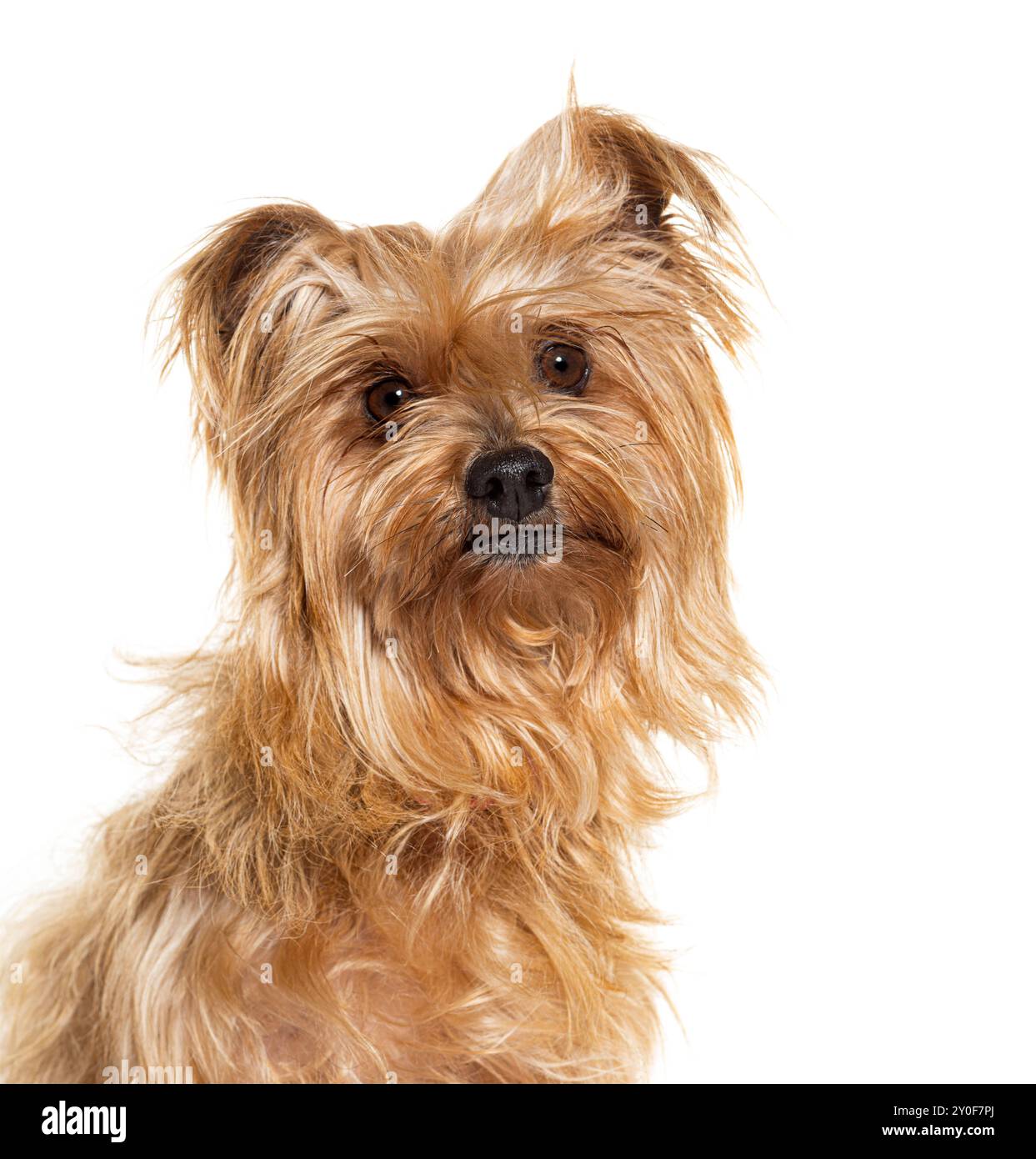Cane marrone dai capelli lunghi seduto e inclinato leggermente la testa mentre sembra curioso Foto Stock