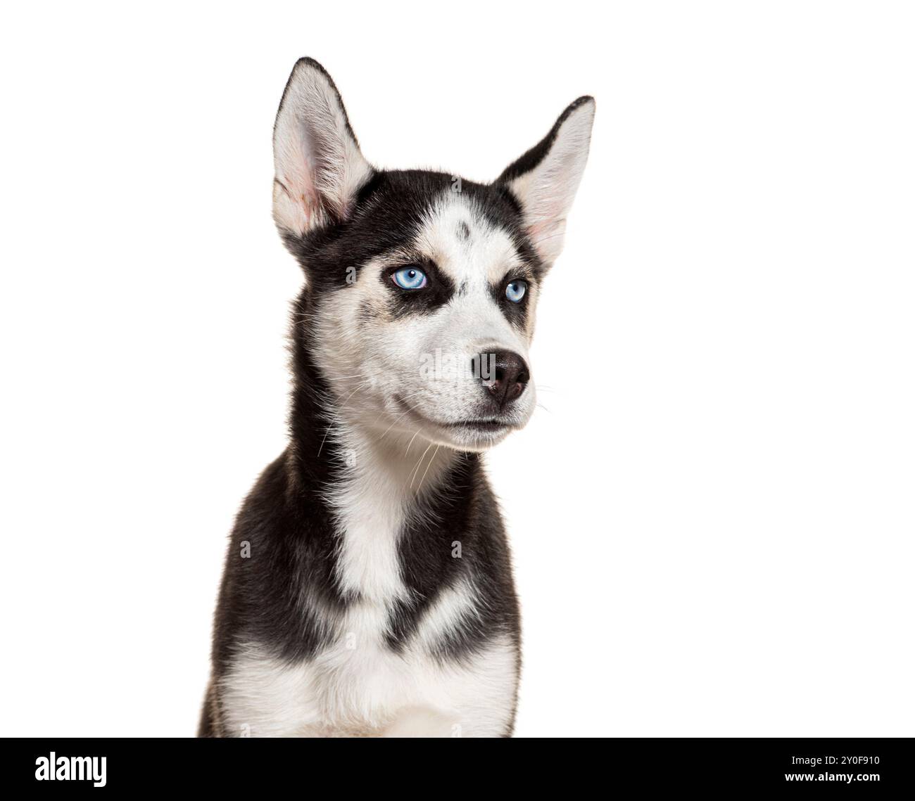 Giovane husky con occhi blu che guardano lontano su sfondo bianco Foto Stock