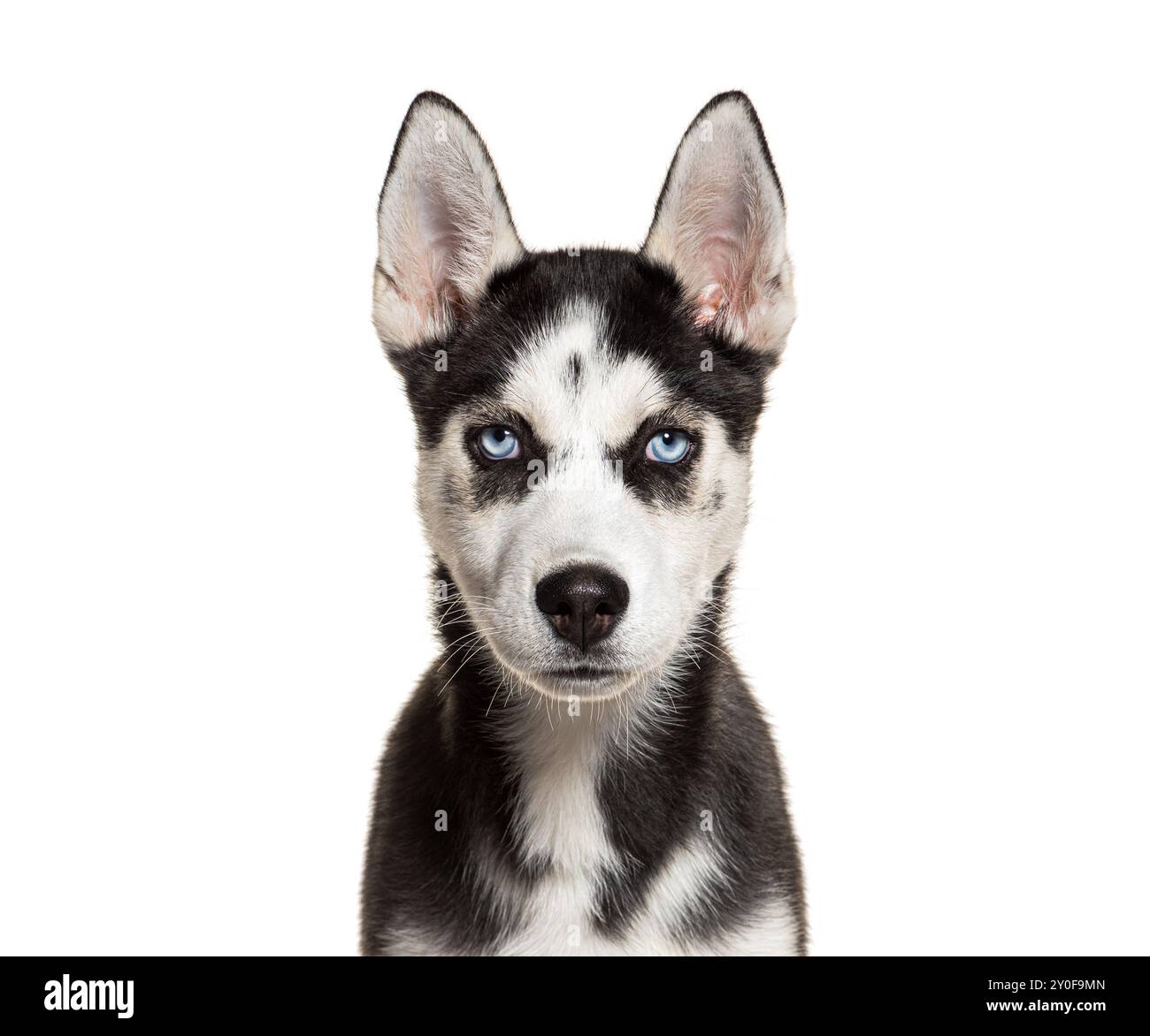 Giovane husky che posa in uno studio, guarda la macchina fotografica con gli occhi blu, sfondo bianco Foto Stock