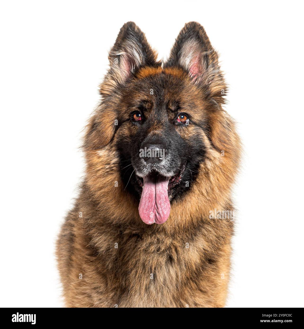 Cane pastore tedesco dai capelli lunghi che piange e sembra attento su uno sfondo bianco Foto Stock