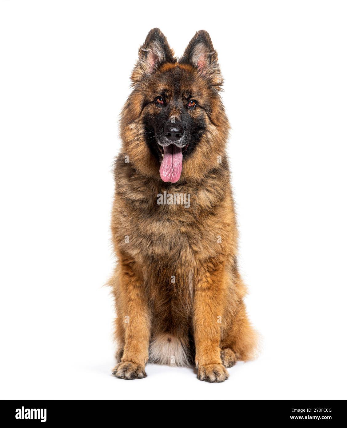 Cane da pastore tedesco adulto seduto su uno sfondo bianco e guardando avanti, che pete con la lingua fuori Foto Stock
