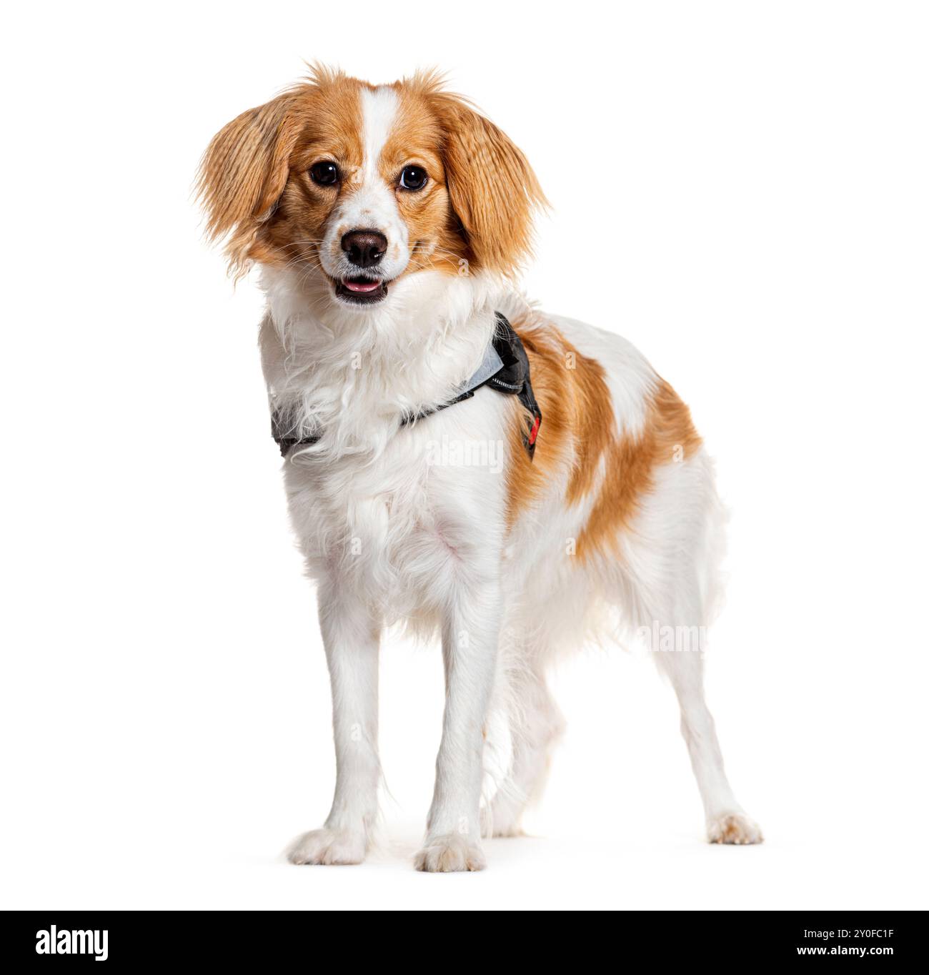 Allegro cane misto Cavalier King Charles e Spitz, con pelliccia soffice su uno sfondo bianco puro Foto Stock