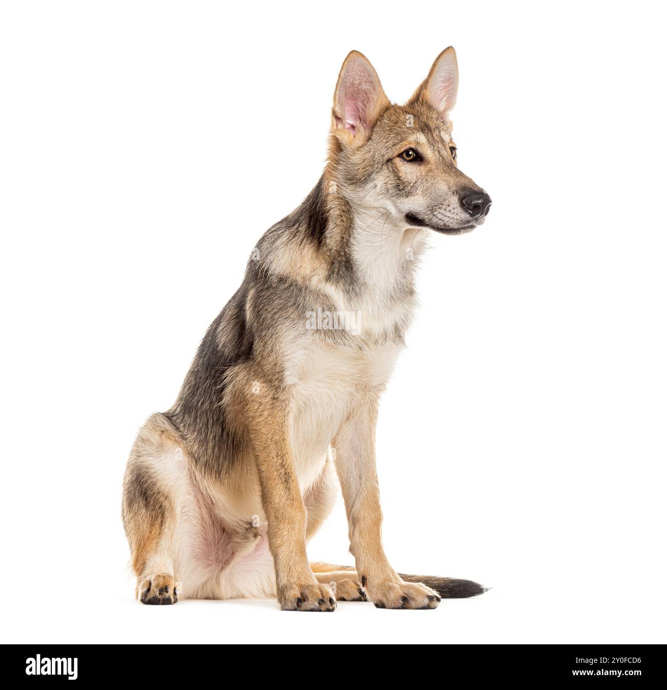 Sarloos wolfdog seduto di profilo e guardando lontano con interesse Foto Stock