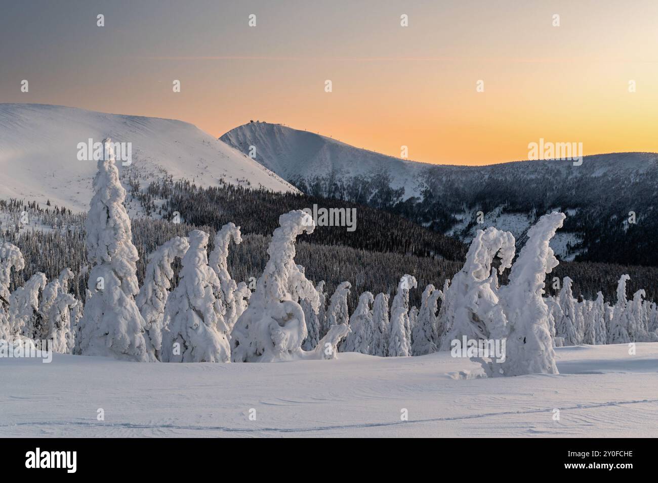 Sculture invernali - alberi innevati che assomigliano a esseri ghiacciati sulla cima delle montagne, mattina all'alba, fenomeno naturale invernale, paesaggio innevato, oro ho Foto Stock