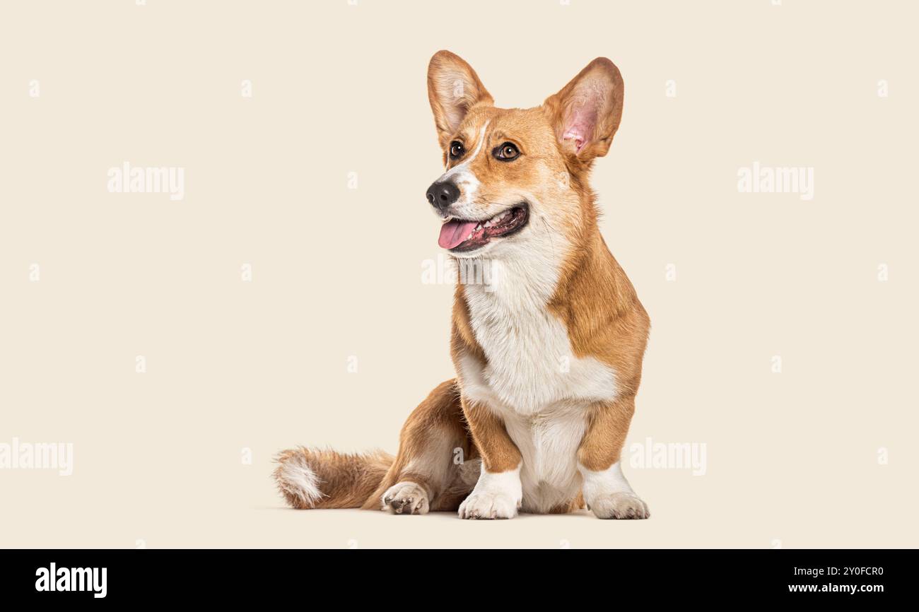 Ritratto in studio di un cardigan corgi gallese, seduto, guardando lontano e cantando con la lingua su uno sfondo beige Foto Stock