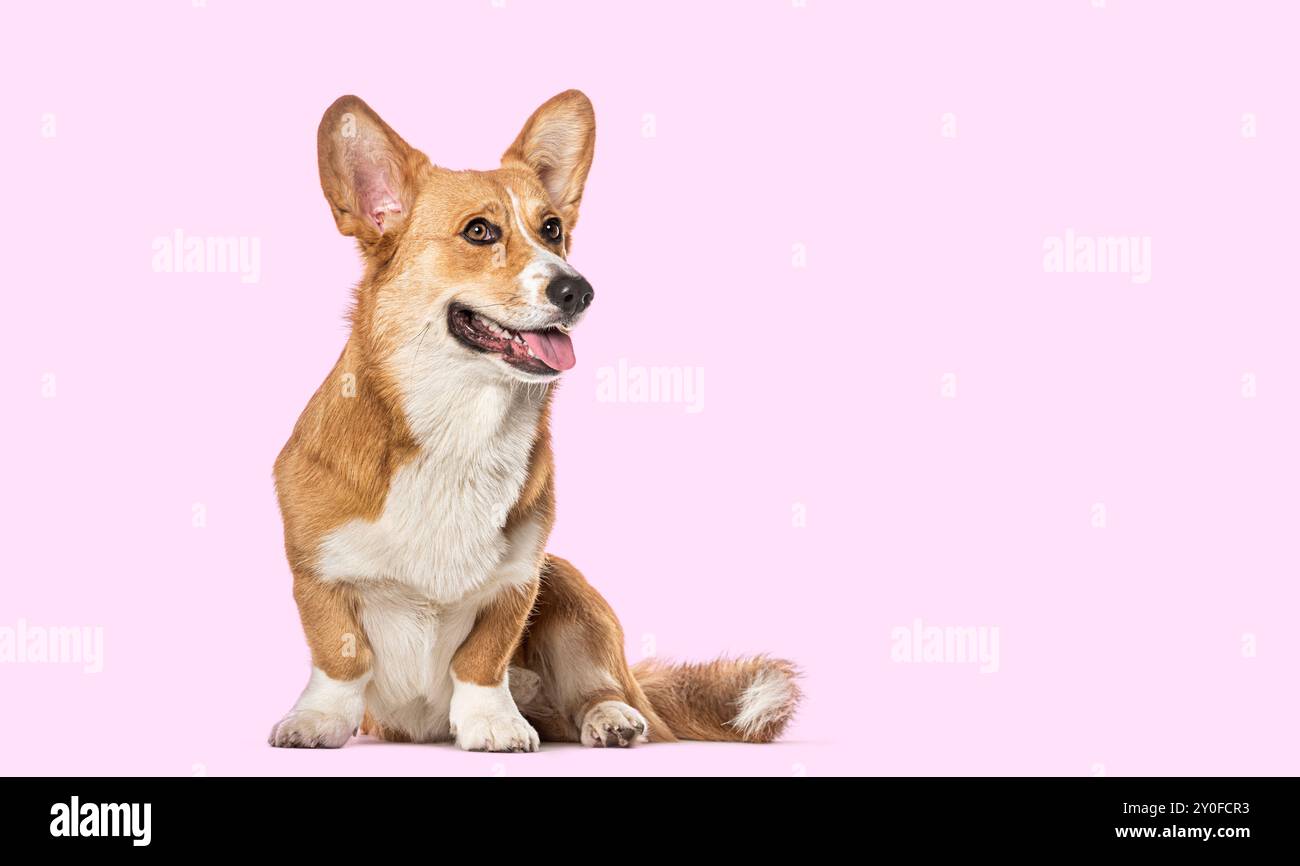 Ritratto in studio di un cardigan corgi gallese, seduto, guardando lontano e che pintona con la lingua su sfondo rosa Foto Stock