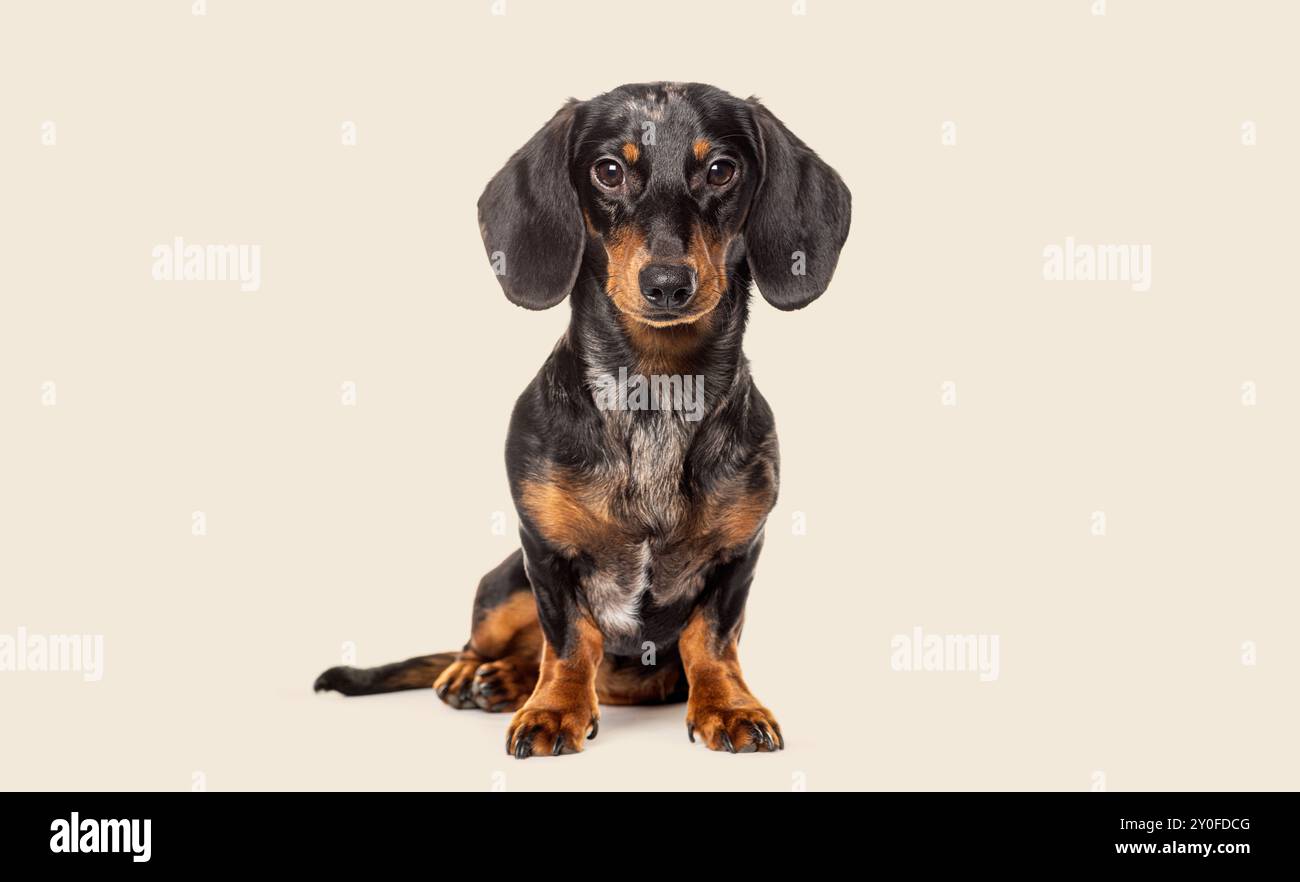 Ritratto in studio di un dachshund seduto che guarda la fotocamera su uno sfondo beige Foto Stock