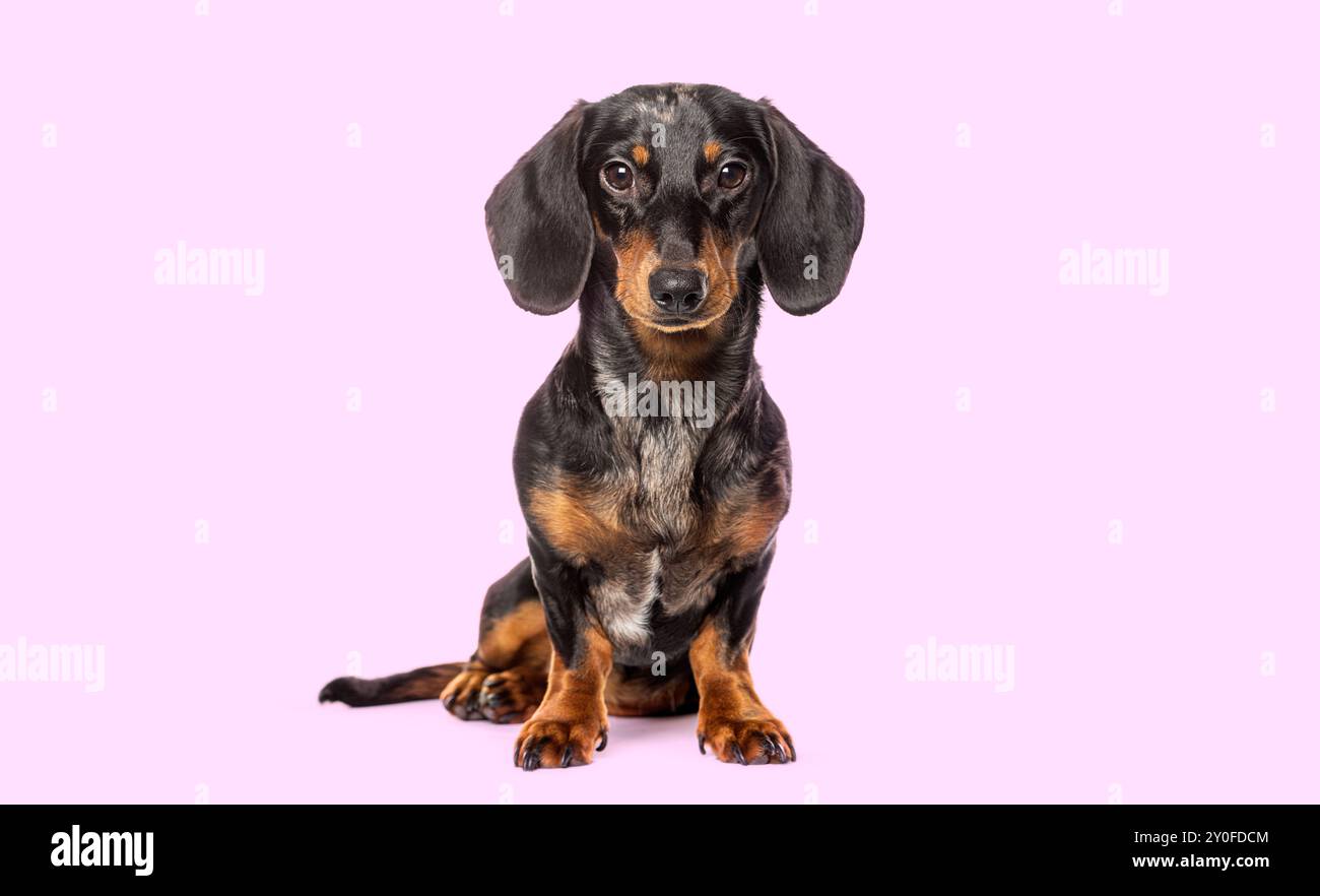 Ritratto in studio di un dachshund seduto che guarda la fotocamera su uno sfondo rosa Foto Stock