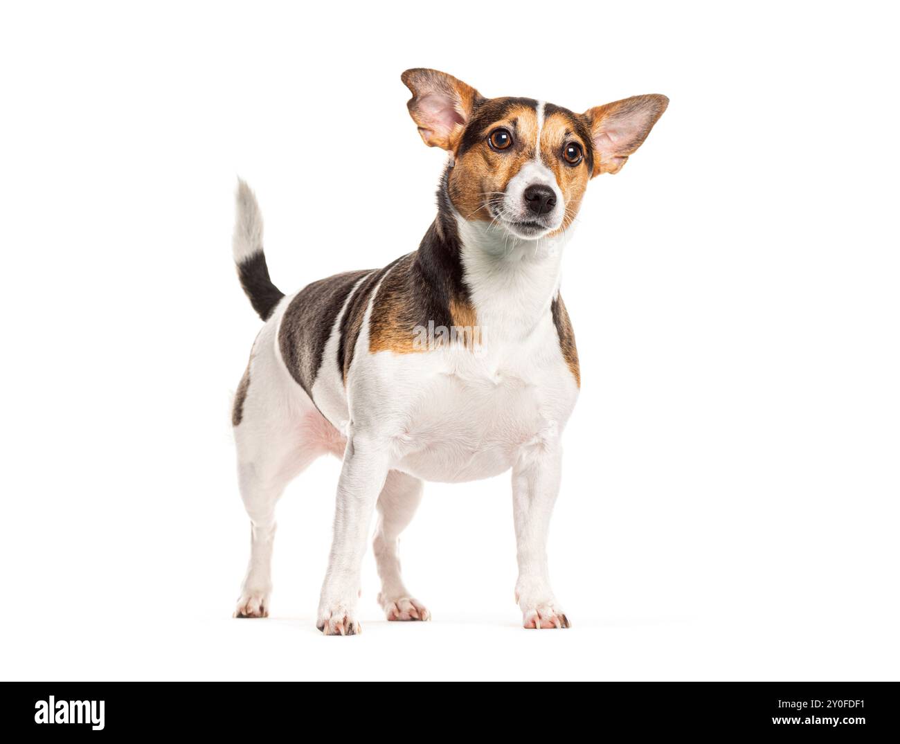Jack russell terrier in piedi e guardando in alto, isolato sul bianco Foto Stock