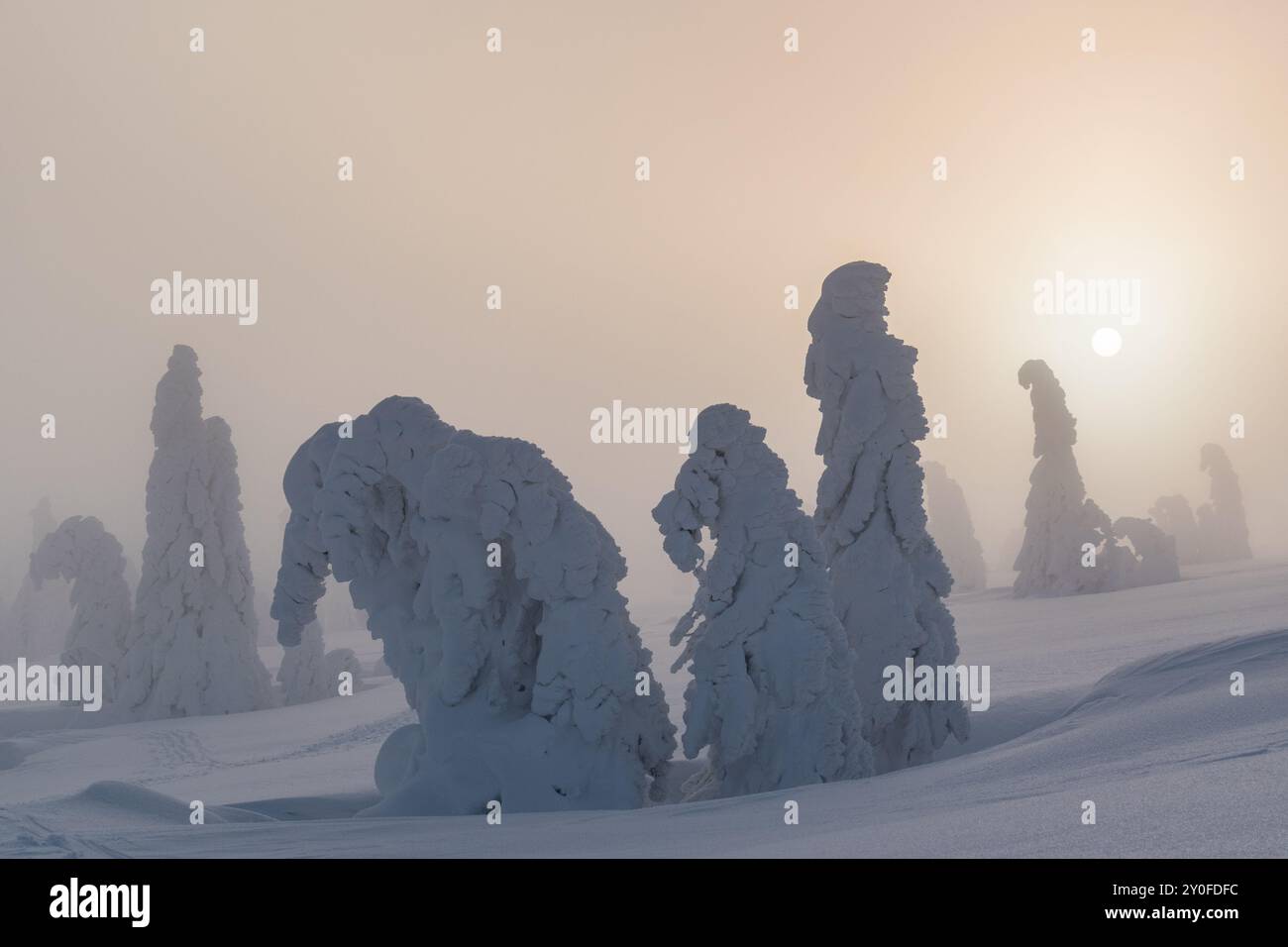 Inverno artico, alberi innevati ghiacciati, sole basso in gelida nebbia pesante, scena surreale con alberi congelati e silenziosi Foto Stock