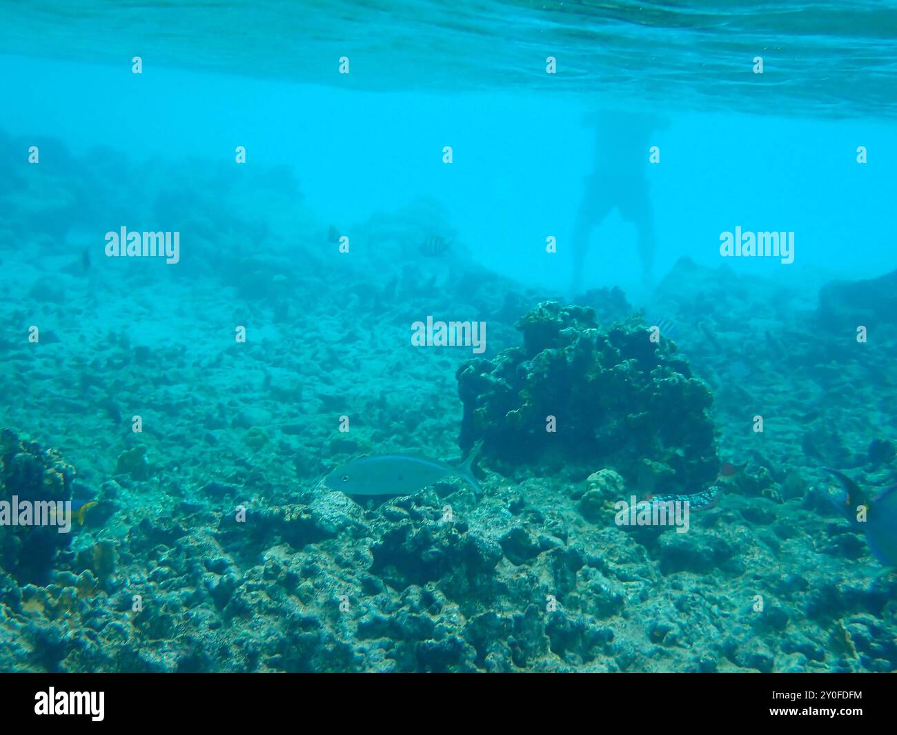 Danni alle barriere coralline. La gente che lo calpesta distrugge migliaia di piccoli animali, Bonaire, Paesi Bassi caraibici Foto Stock