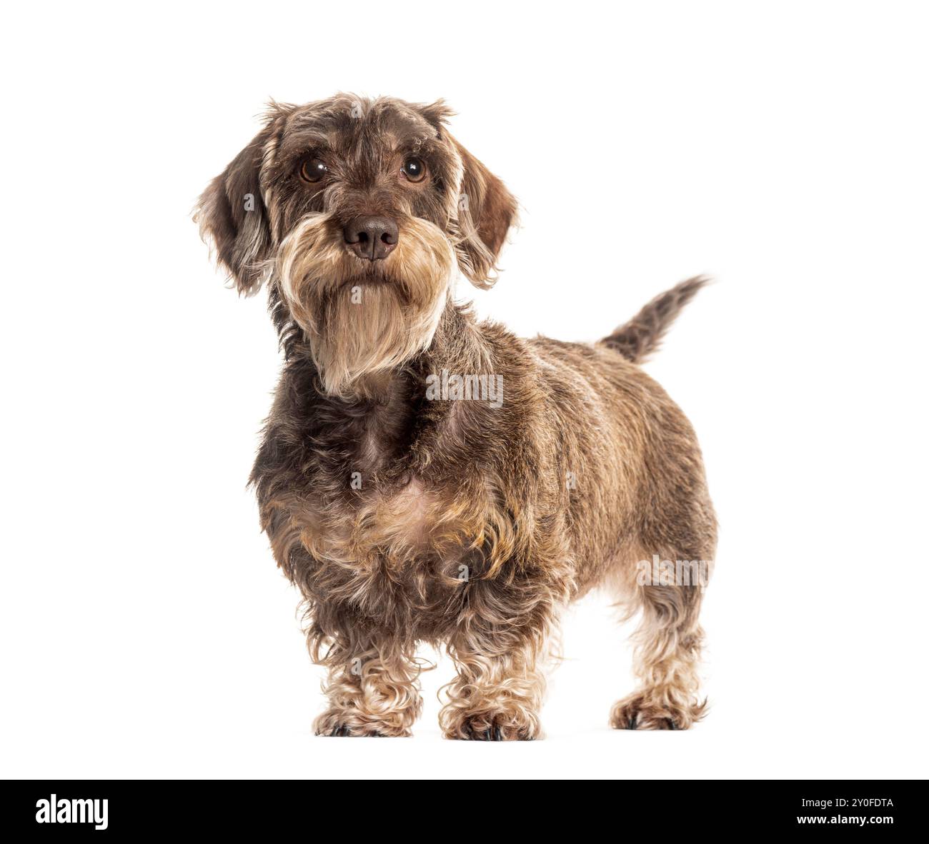 Carino dachshund dai capelli a filo in piedi e dall'aspetto curioso su uno sfondo bianco Foto Stock