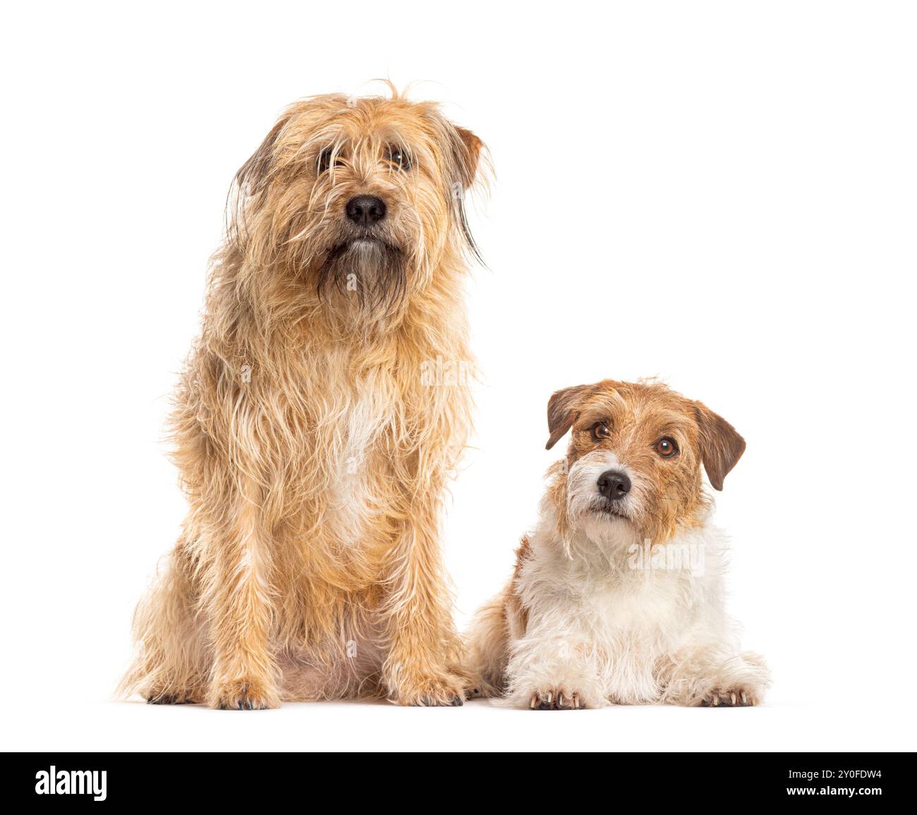 Grande cane mercantile e piccolo Jack russell terrier che guarda la macchina fotografica Foto Stock