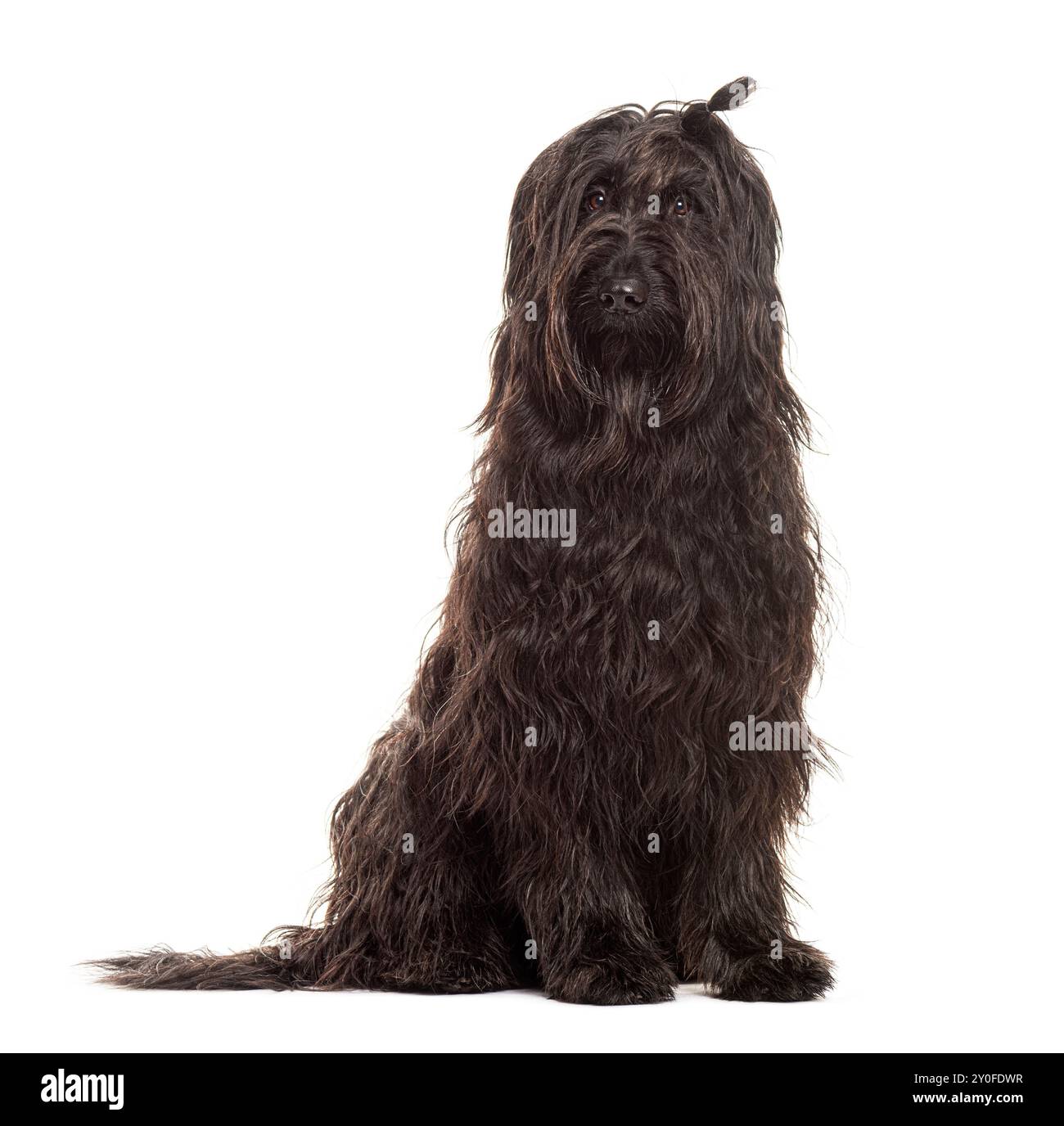 Adorabile cane briard nero con un lungo cappotto seduto su sfondo bianco Foto Stock
