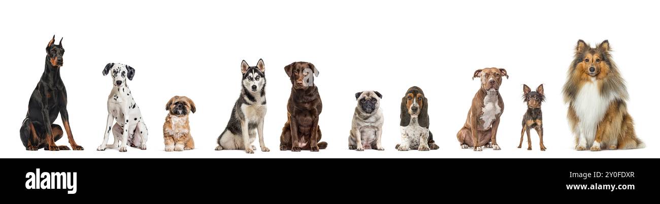 Molte razze diverse cani seduti insieme in fila, guardando la telecamera, isolati sul bianco Foto Stock